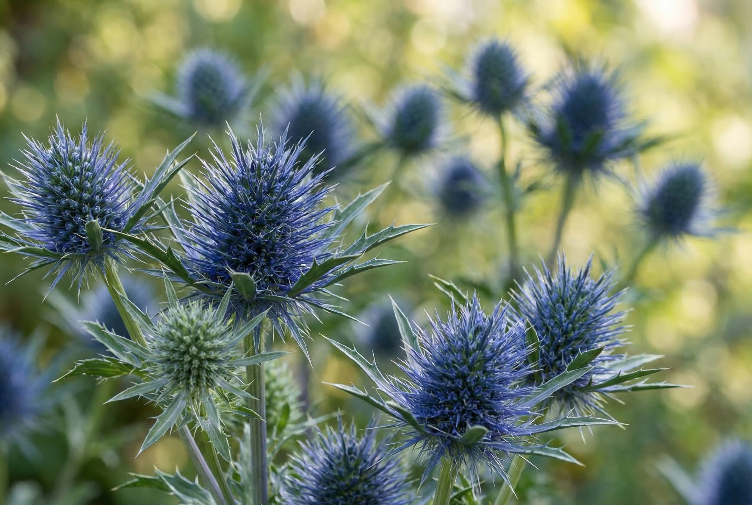 Синеголовник плосколистный